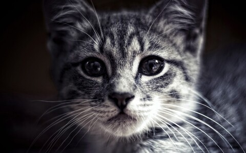 29194-priroda jivotnyie kot morda kotenok nature animals cat muzzle kitten.jpg