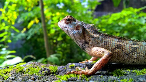 64069-yascherica reptiliya krupnyj plan cheshuya.jpg