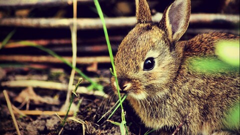 bunnies-1661979951429-1220.jpg