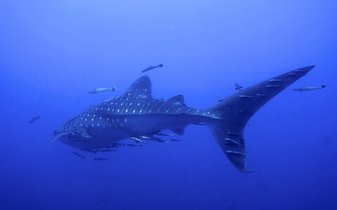 60307-akula pod vodoj okean.jpg