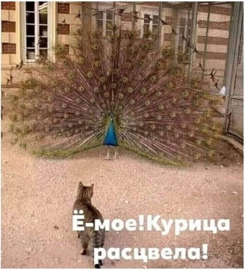3688916abdadb7dd2fe1bafeb2acb8d2.jpg