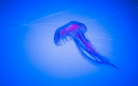 60225-meduza glubina sinij fon.jpg