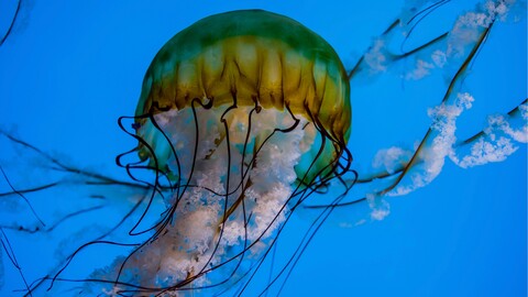 64111-meduza makro.jpg