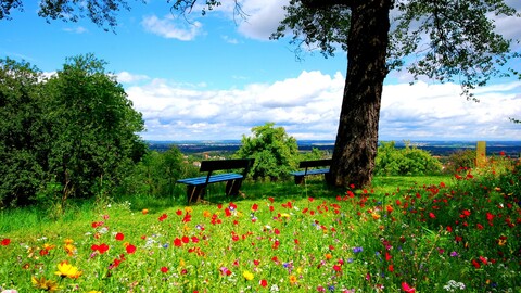 flowers-3840x2160-landscape-bench-tree-green-hd-1741.jpg