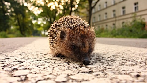 animalsmacrohedgehog-1661860978757-3355.jpg