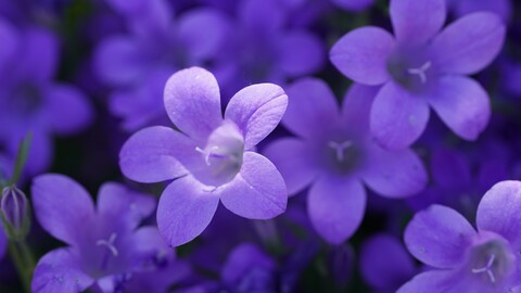 bokeh-violet-flowers-5k-ro-5120x2880.jpg