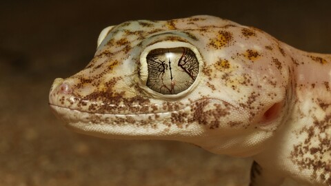 63115-reptiliya yascherica krupnyj plan.jpg