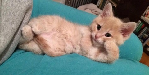 кошка.jpg