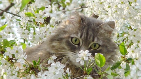 Image from million-wallpapers ru (43).jpg