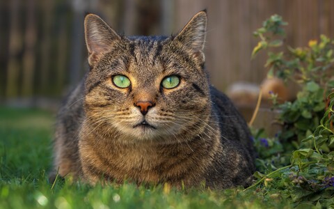 57995-koshka trava zelenye glaza.jpg
