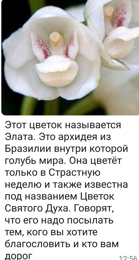 Страстная Неделя.jpg