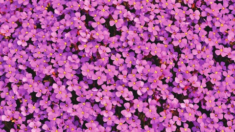 purple aubrieta flowers 5k-5120x2880.jpg