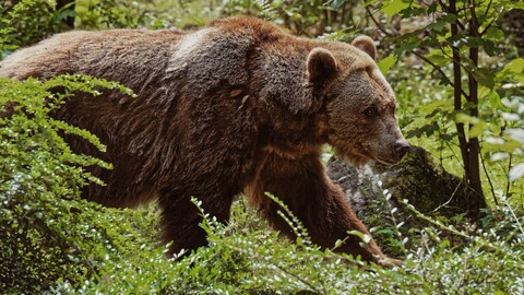 63047-medved buryj les hischnik.jpg