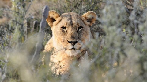 animal lion 1 4k hd animals-3840x2160.jpg