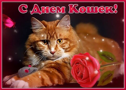 С Днём Кошек.jpg