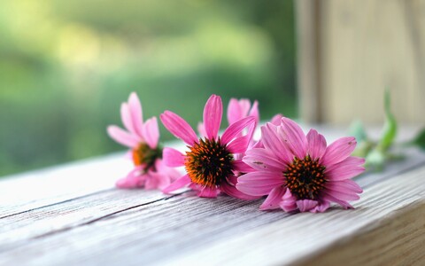 30616-tsvetok na okne flower on the window.jpg