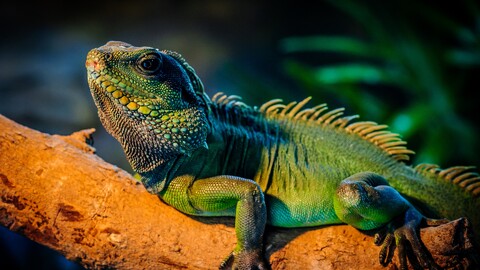 29395-yascheritsa jivotnyie priroda lizard animals nature.jpg