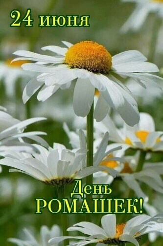 24 июня - День Ромашек.jpg