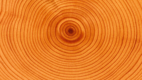 33855-koltsa razrez pen ring the cut stump.jpg