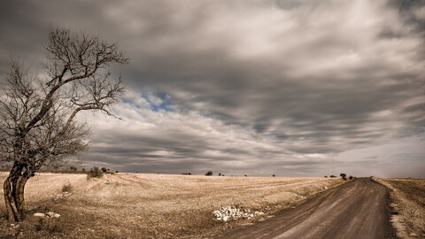 pole-doroga-derevo-3.jpg