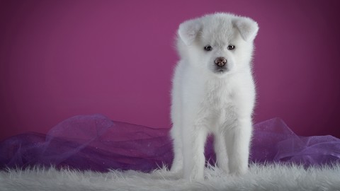 sobaka-shchenok-akita-akita-inu-fon-rozovyi-fotosessiia-stoi.jpg