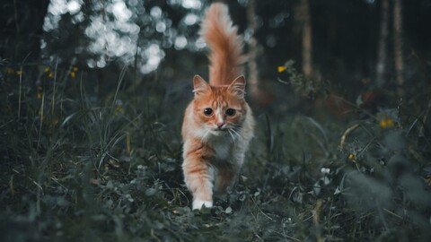 60234-koshka v lesu hvost.jpg