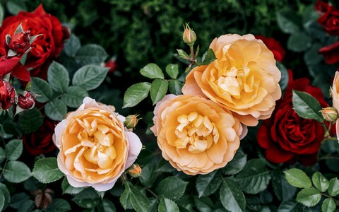 63552-rozy listya fon.jpg