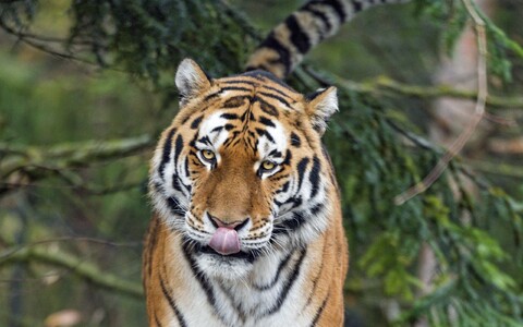 57473-tigr yazyk hischnik morda.jpg
