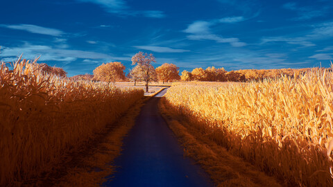 road-autumn-4k-mi-3840x2160.jpg